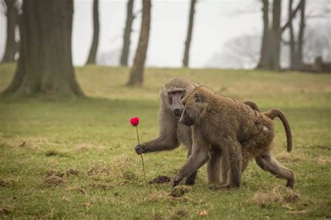 baboons dating